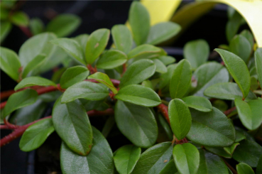 Cotoneaster dammeri var. radicans - Teppichmispel - Zwergmispel - Kriechmispel - immergrün -  20-30 cm