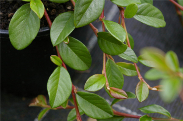 Cotoneaster dammeri var. radicans - Teppichmispel - Zwergmispel - Kriechmispel - immergrün -  20-30 cm