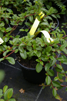 Cotoneaster dammeri var. radicans - Teppichmispel - Zwergmispel - Kriechmispel - immergrün -  20-30 cm