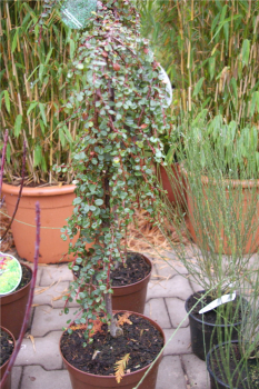 Cotoneaster procumbens (microphyllus) Streibs Findling - Kriechmispel Streibs Findling auf 60 cm Stamm veredelt - Zwergm