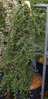 Cotoneaster procumbens (microphyllus) Streibs Findling - Kriechmispel Streibs Findling auf 60 cm Stamm veredelt - Zwergm