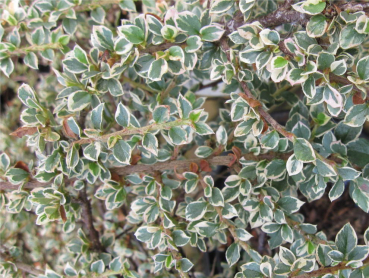Cotoneaster horizontalis Variegatus - weißbunte Fächer-Zwergmispel auf ca. 80 cm Stamm veredelt - sommergrün -