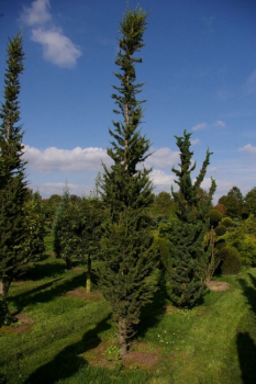 Cedrus atlantica Fastigiata - atlantische Zeder 400-450
