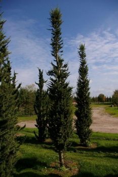 Cedrus atlantica Fastigiata - atlantische Zeder 400-450