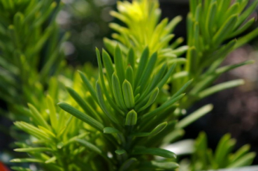 Preview: Japanische Kopfeibe