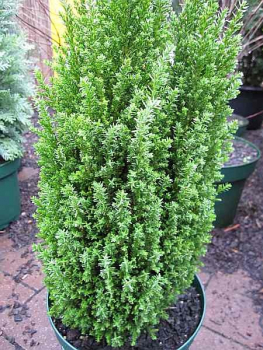 Chamaecyparis lawsoniana Ellwoods Pillar - Scheinzypresse