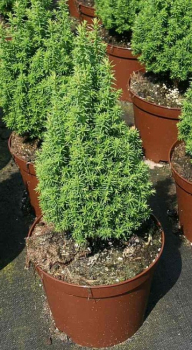 Weißzeder Top Point- Chamaecyparis thyoides Top Point
