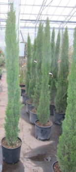 Cupressus sempervirens Totem