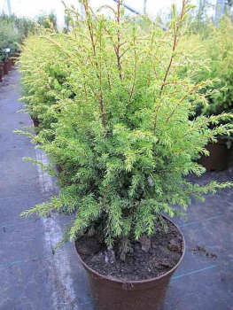Goldener Heidewacholder Gold Cone