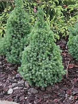 Preview: Picea glauca  Blue Wonder (R)