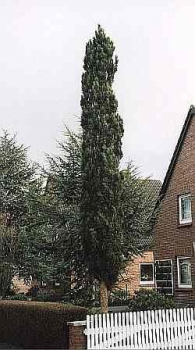 Pinus sylvestris fastigiata
