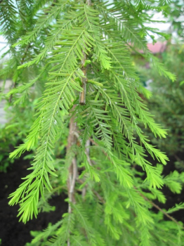 Taxodium distichum Cascade Falls -