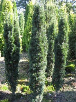 Grüne Säuleneibe Fastigiata Robusta-  Taxus baccata