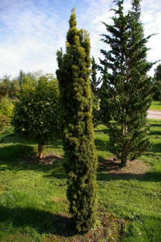 Taxus baccata  Fastigiata Aurea - Gelbe Säuleneibe - 200-250