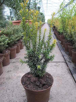 Aufrechte Goldeibe Golden Crown