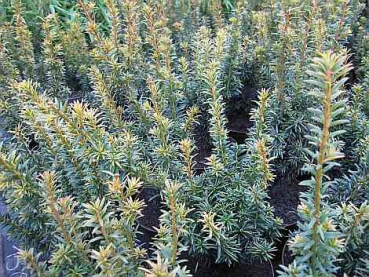 Preview: Taxus baccata Golden Crown