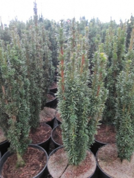 Preview: Taxus baccata Moderato