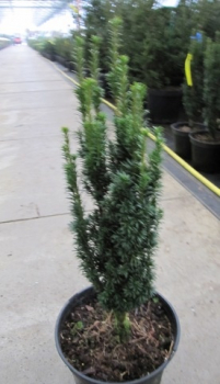 Preview: Taxus baccata Moderato , Säulen-Eibe Monderato
