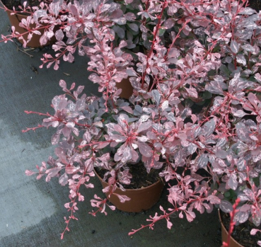 Berberis thunbergii " Pink Queen" (20-30 cm) Buntlaubige Berberitze