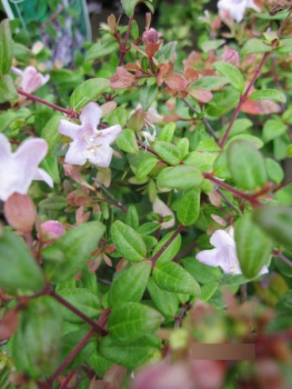 Preview: Großblumige Abelie Petit Garden