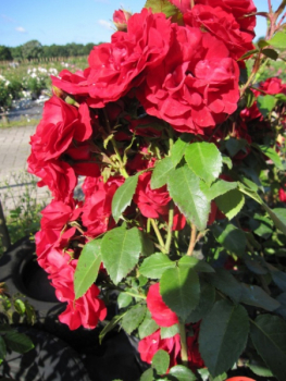 Preview: Kletterrose Amadeus