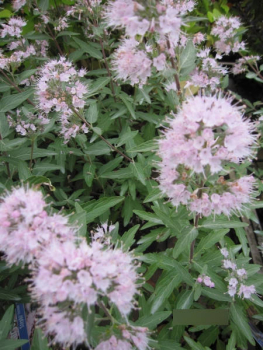 Bartblume Stephi