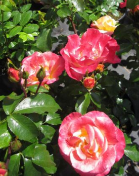 Preview: Beetrose Airbrush