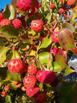 Preview: Blumenhartriegel Typ Helmers