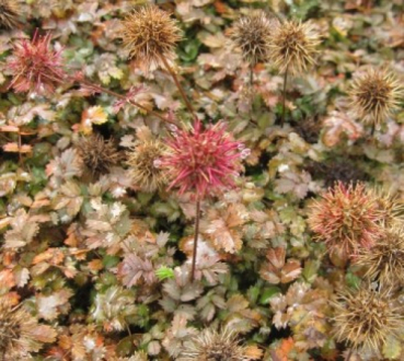 Braunrotes Stachelnüsschen