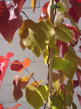 Preview: Cercis canadensis Eternal Flame 3