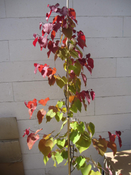 Cercis canadensis Eternal Flame 5