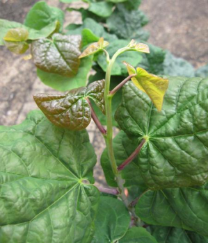 Judasbaum Little Woody