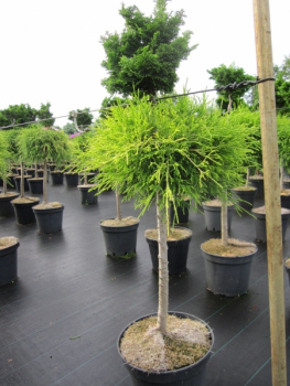 Chamaecyparis pisifera Sungold Chamaecyparis obtusa Nana Gracilis 1