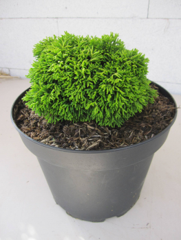Chamaecyparis obtusa Emelie 1