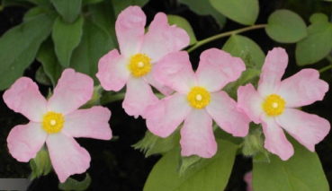 Zistrose Grayswood Pink