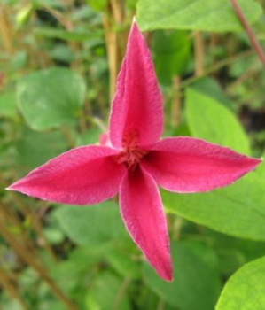 Clematis texensis Princess Diana