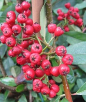 Cotoneaster watereri Pendulus