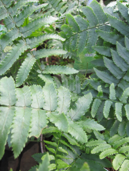 Dryopteris atrata 1