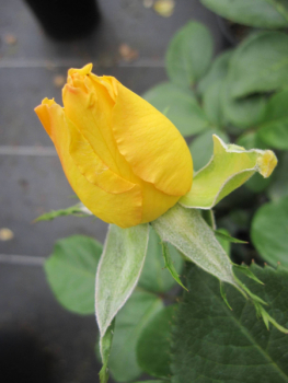 Preview: Edelrose Avec Amour