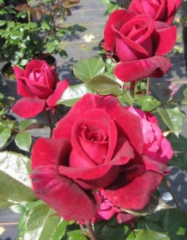 Hochstammrose Bellevue