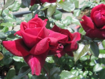 Preview: Hochstammrose Bellevue