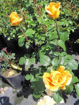 Edelrose Rosa Candlelight 1