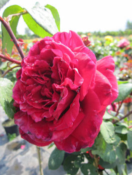 Edelrose Rosa Erotika