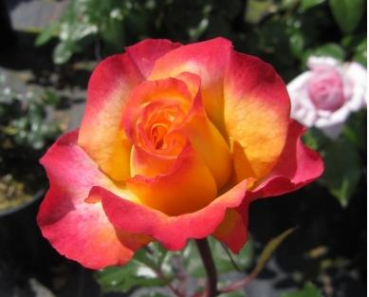 Edelrose Flaming Star
