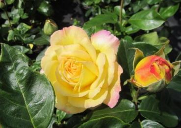 Preview: Edelrose Gloria Dei