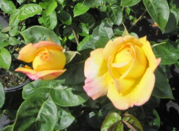 Preview: Edelrose Gloria Dei