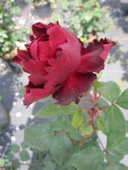 Edelrose Heinz Winkler