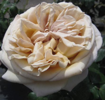 Preview: Edelrose Rallye des Gazelles