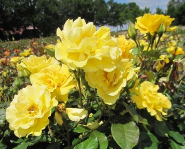 Preview: Beetrose Westart