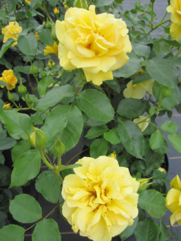 Preview: Beetrose Westart